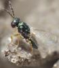 Chaenotetrastichus grangeri